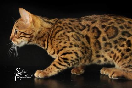 Traumhafte Bengalkatzen - neue Zuchtgeneration bei www.Bengalkatzen.com, Bengalk