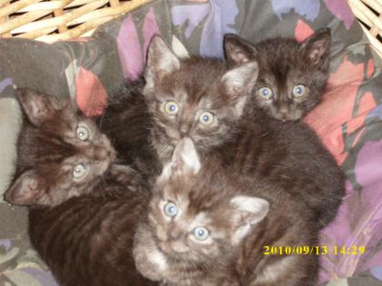 Mutterkatze mit 4 süßen Katzenbabys (zugelaufen)