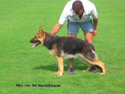 Schäferhündinnen zu verkaufen