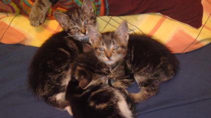 Katzenbabys in liebevolle Hände abzugeben