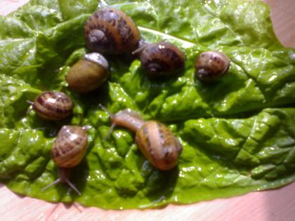 Weinbergschnecken Helix Aspersa Maxima 100 Stk.