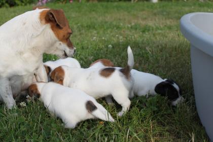 Jack Russell Terrier Welpen