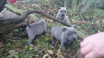Original Reinrassiger Pitbull blue line Welpe