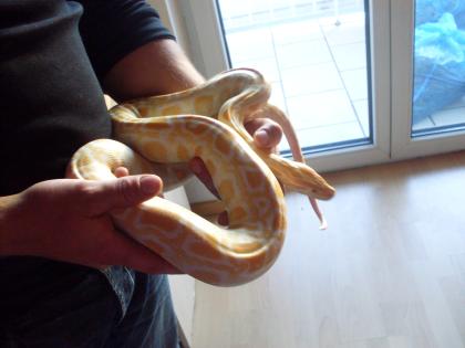 1.1 Tigerpython het Granit