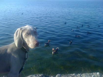 Weimaraner, kurzhaar, grau, männlich, 7 Monate