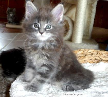 Typvolle reinrassige Maine Coon Kitten