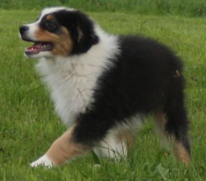 Australian Shepherd Welpe Marlon