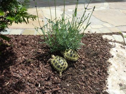 2 griechische Landschildkröten suchen ein neues zu Hause