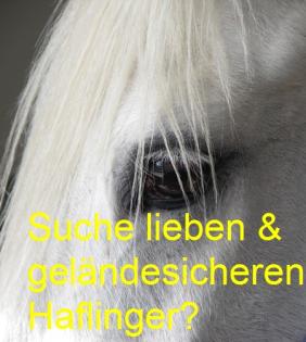 Suche lieben Haflinger