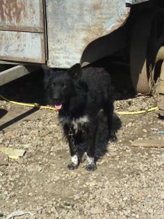 Border Collie Mischling 