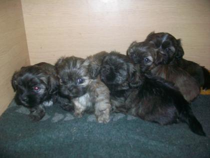 Mischling  welpen Shi -Tzu yorky edel mix 