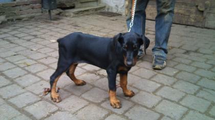 DOBERMANN WELPEN