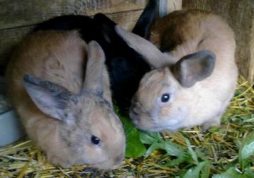 3 junge Zwerg-hasen