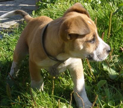 Süße Amstaff Welpen