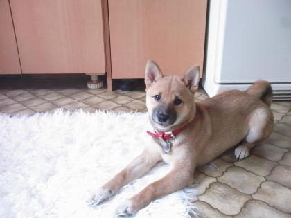 Shiba inu reinra. 11.mon