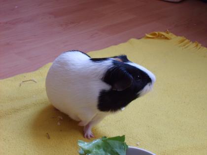 Zwei Meerschweinchen böckchen mit zubehör