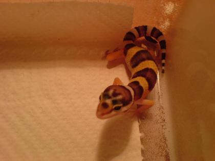 Leopardgecko NZ2021 suchen ein neues Zuhause..