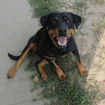 ROTTI-MÄDCHEN 1,5 J  sucht liebevolles ZUHAUSE