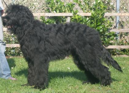 Schwarze Terrier