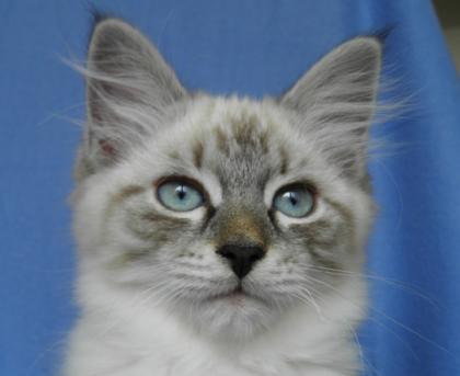 Neva Masquarade Katzen von www.zarenpalast.de