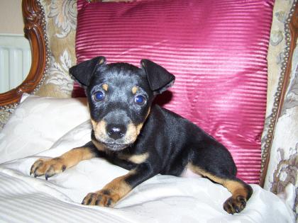 Zwergpinscher Welpen in braun und black&tan