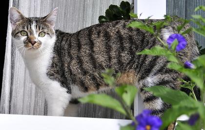 Katze vermisst 500€ Belohnung