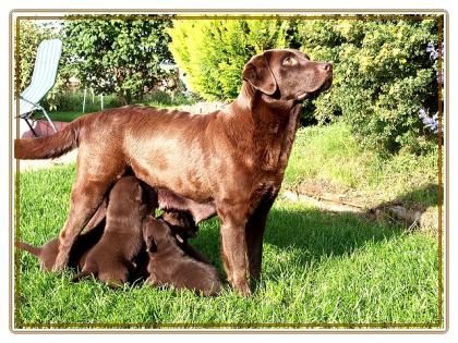 Labrado-Retriever vom Thüringer Wald