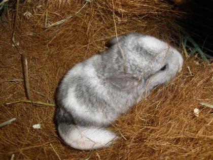 Chinchilla Nachwuchs!!!!!!!