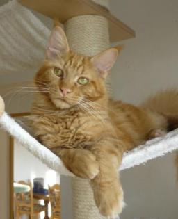 Roter Maine Coon Kater,ein absoluter kleiner Schmusebär