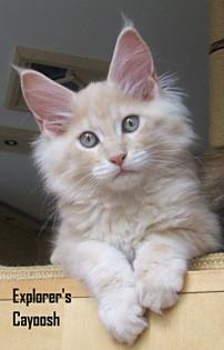 2 MAINE COON Katerchen in blue/cream, *04.7.10, geimpft, gechipt, Stammbaum,