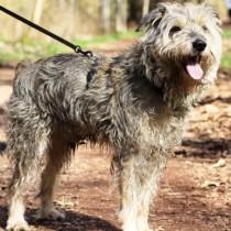 Schnauzer Mischling Benji