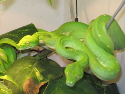 Pärchen Morelia Viridis Sorong (Gr. Baumpython)