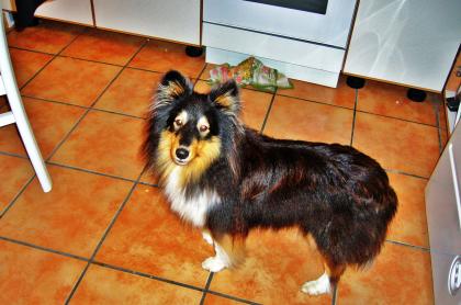 Sheltie nancy sucht rüden