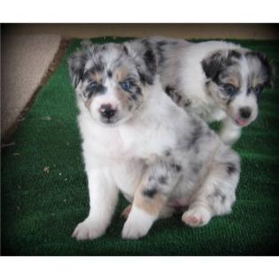 Australian Shepherd Welpen