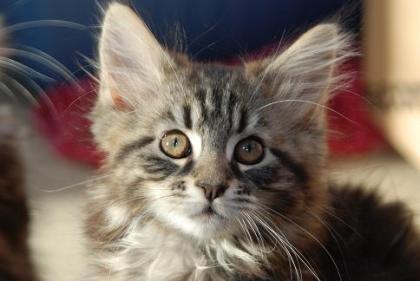 Maine Coon Babies Otto,Olivia,Oskar und Ollie...