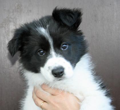 3 wunderschöne Border Collie Welpen aus kleiner VDH Zucht!