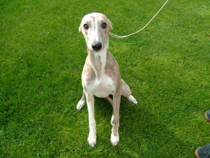 Traumhafte Whippetwelpen ! Whippet Welpen