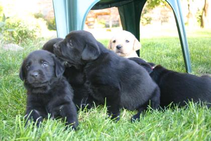 Süße Golden-Retriever/Labrador Welpen zum 29.10-0.7978 abzugegeben!