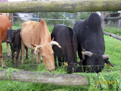 Verkaufen 5 jährigen Zwerg Zebu Bullen Bruno, sowie eine Kuh und ein Kalb