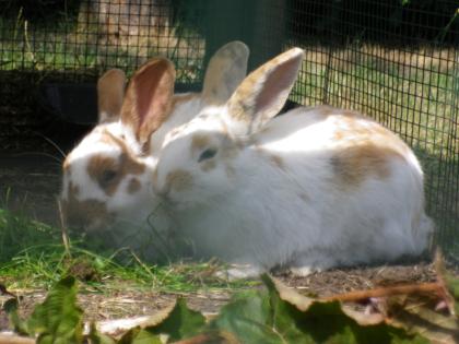 Süßes Kaninchenpärchen sucht ein liebevolles neues Zuhause