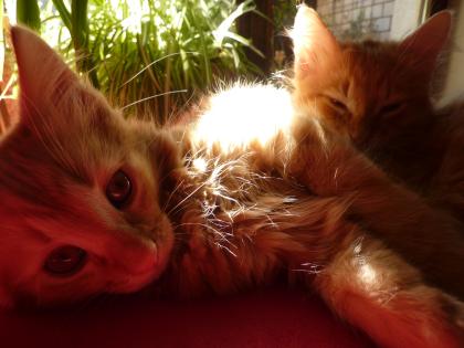 2 rot-braune orange Babykater suchen Dosenöffner