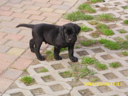 Bezaubernde Labradorwelpen in schoko und schwarz