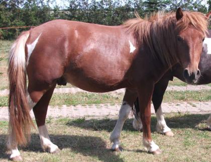 Fuchsscheckpony Wallach