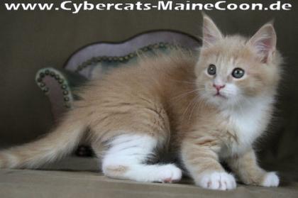 Maine-Coon-Mädchen KELLY (creme tabby/white), Hamburg