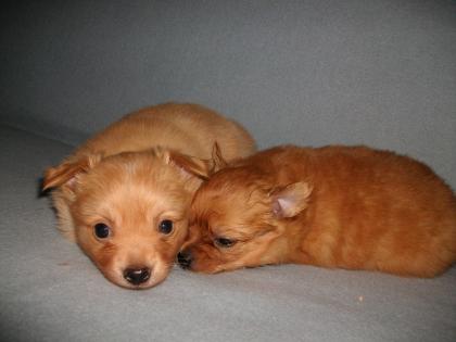 Spitz&Chihuahua mix welpen