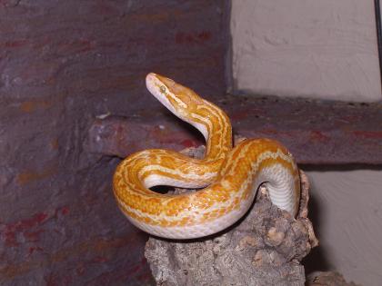 Biete Afrikanische Hausschlangen albino