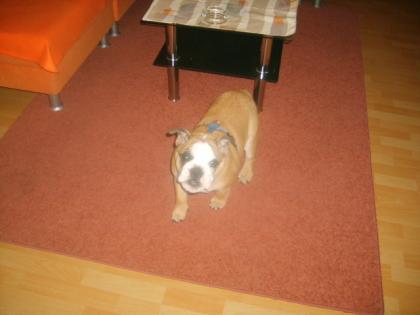 Englische Bulldogge