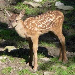 Wildgehege - Sachkunde - Lehrgang