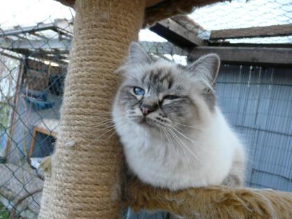 Heilige Birma Katze sucht neues Zuhause