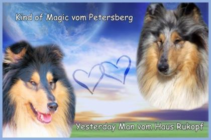 Colliewelpen (VDH/FCI)